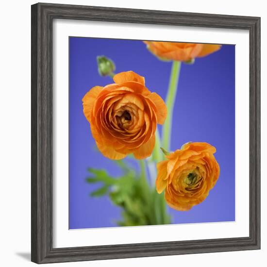 Orange Ranunculus Flowers-Clive Nichols-Framed Photographic Print