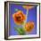 Orange Ranunculus Flowers-Clive Nichols-Framed Photographic Print