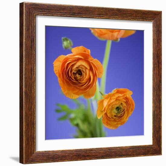 Orange Ranunculus Flowers-Clive Nichols-Framed Photographic Print