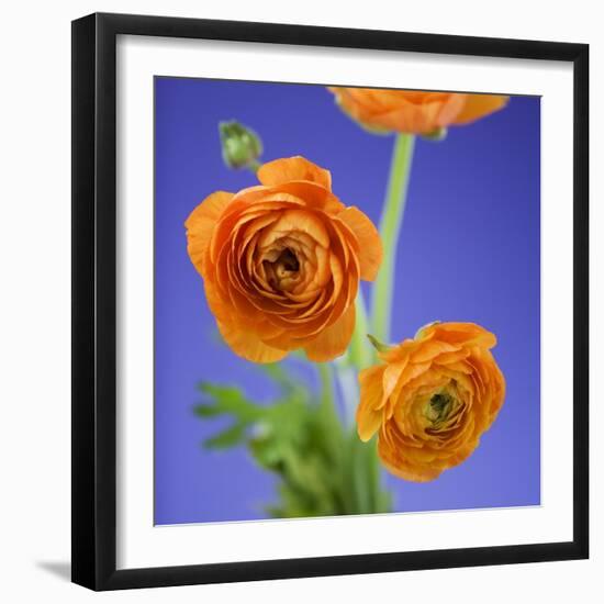 Orange Ranunculus Flowers-Clive Nichols-Framed Photographic Print