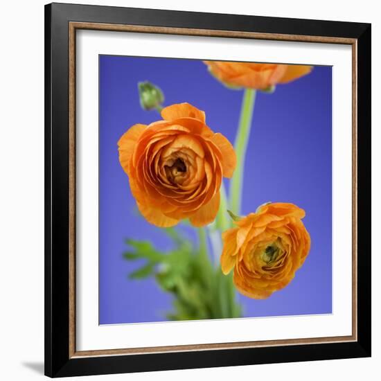 Orange Ranunculus Flowers-Clive Nichols-Framed Photographic Print