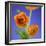 Orange Ranunculus Flowers-Clive Nichols-Framed Photographic Print