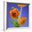 Orange Ranunculus Flowers-Clive Nichols-Framed Photographic Print