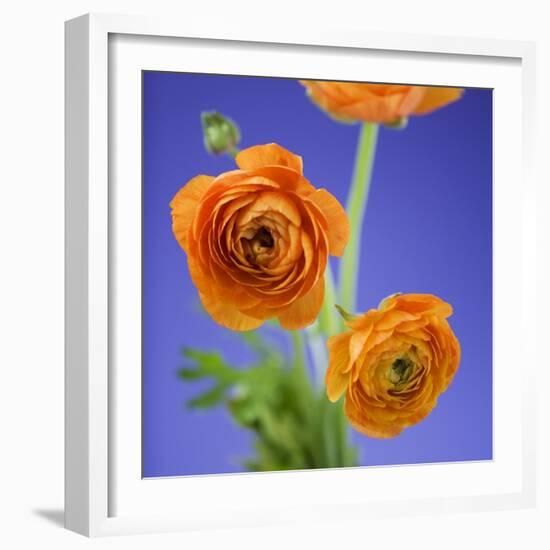 Orange Ranunculus Flowers-Clive Nichols-Framed Photographic Print