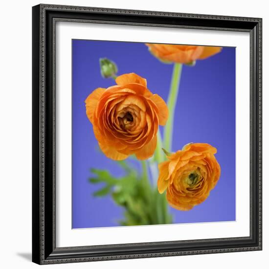 Orange Ranunculus Flowers-Clive Nichols-Framed Photographic Print