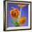 Orange Ranunculus Flowers-Clive Nichols-Framed Photographic Print