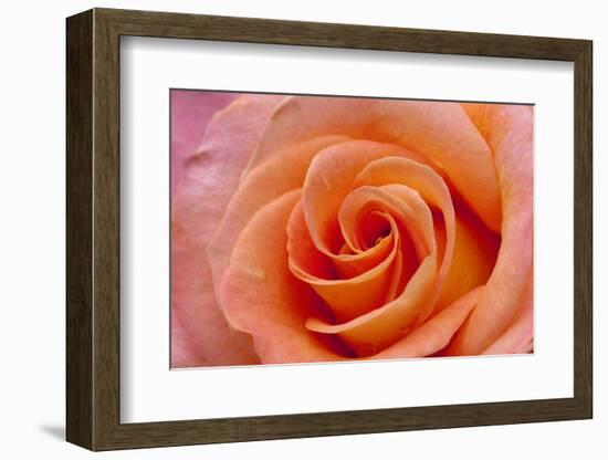 Orange Rose Close-Up-Matt Freedman-Framed Photographic Print