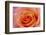 Orange Rose Close-Up-Matt Freedman-Framed Photographic Print