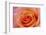 Orange Rose Close-Up-Matt Freedman-Framed Photographic Print