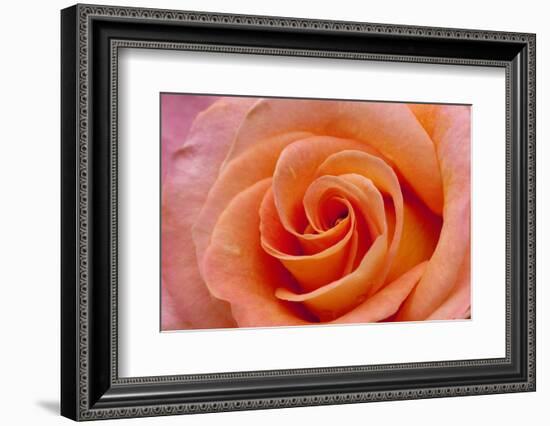 Orange Rose Close-Up-Matt Freedman-Framed Photographic Print