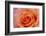 Orange Rose Close-Up-Matt Freedman-Framed Photographic Print
