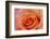 Orange Rose Close-Up-Matt Freedman-Framed Photographic Print