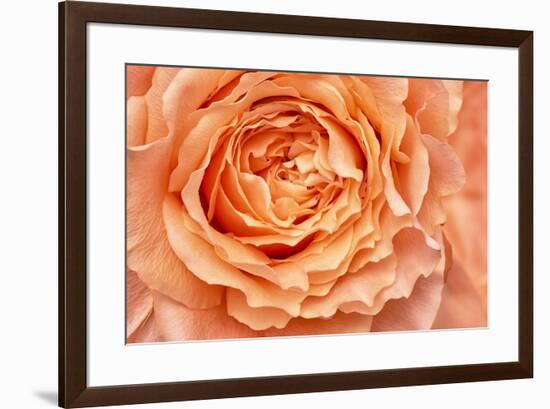 Orange Rose Close Up-Cora Niele-Framed Giclee Print