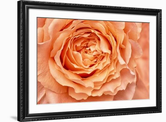 Orange Rose Close Up-Cora Niele-Framed Giclee Print