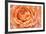 Orange Rose Close Up-Cora Niele-Framed Giclee Print