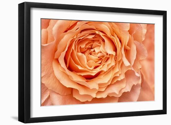 Orange Rose Close Up-Cora Niele-Framed Giclee Print