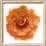 Orange Rose-Taylor Greene-Framed Art Print