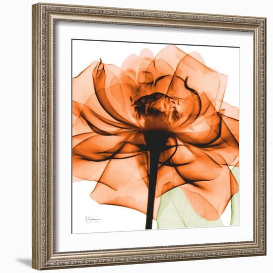 Orange Rose-Albert Koetsier-Framed Photographic Print