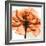 Orange Rose-Albert Koetsier-Framed Photographic Print