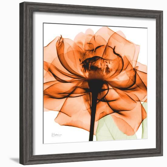 Orange Rose-Albert Koetsier-Framed Photographic Print