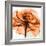 Orange Rose-Albert Koetsier-Framed Photographic Print