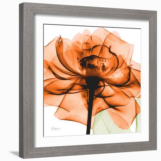 Orange Rose-Albert Koetsier-Framed Photographic Print