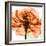 Orange Rose-Albert Koetsier-Framed Photographic Print