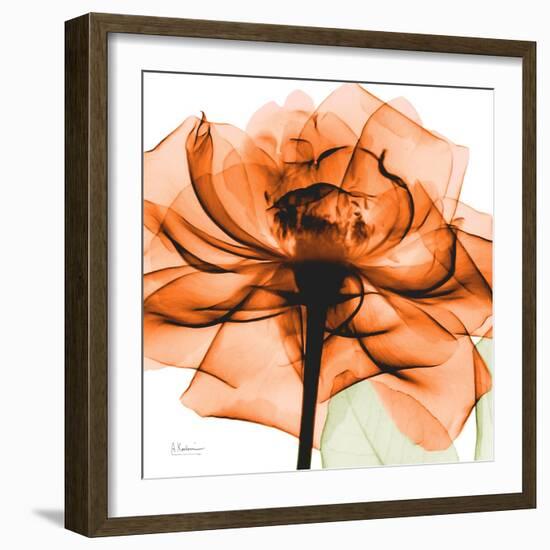 Orange Rose-Albert Koetsier-Framed Photographic Print