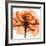 Orange Rose-Albert Koetsier-Framed Photographic Print