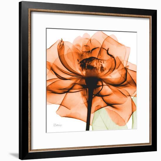 Orange Rose-Albert Koetsier-Framed Photographic Print