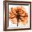 Orange Rose-Albert Koetsier-Framed Photographic Print