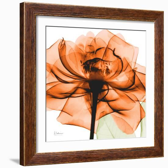 Orange Rose-Albert Koetsier-Framed Photographic Print