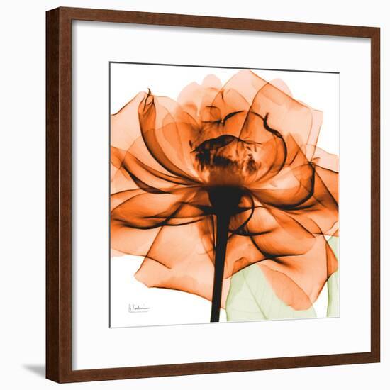 Orange Rose-Albert Koetsier-Framed Photographic Print