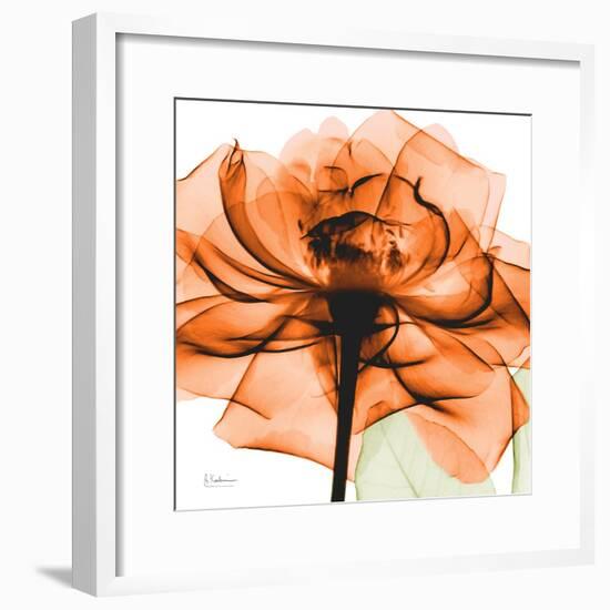 Orange Rose-Albert Koetsier-Framed Photographic Print