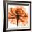 Orange Rose-Albert Koetsier-Framed Photographic Print