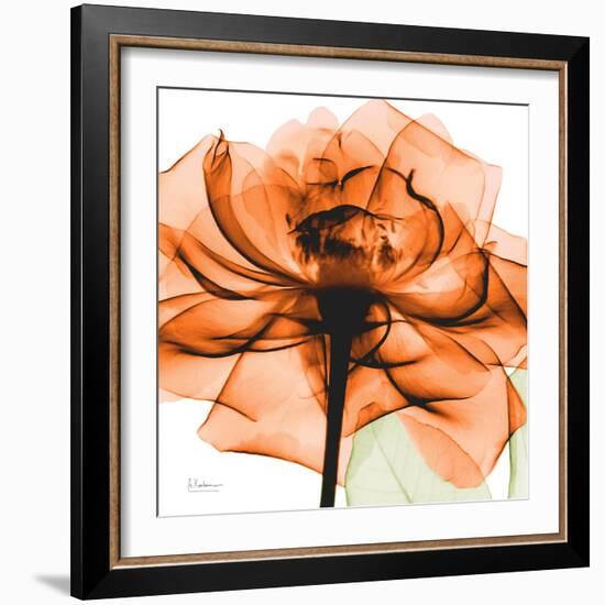 Orange Rose-Albert Koetsier-Framed Photographic Print