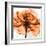 Orange Rose-Albert Koetsier-Framed Photographic Print