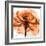 Orange Rose-Albert Koetsier-Framed Photographic Print