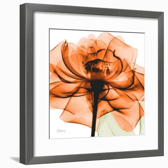 Orange Rose-Albert Koetsier-Framed Photographic Print