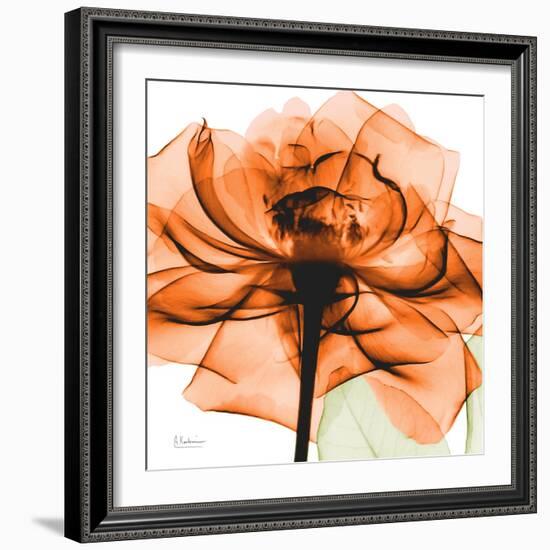 Orange Rose-Albert Koetsier-Framed Photographic Print