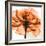 Orange Rose-Albert Koetsier-Framed Photographic Print