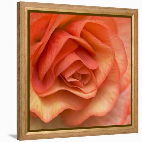 Orange Ruffles III-Rita Crane-Framed Premier Image Canvas