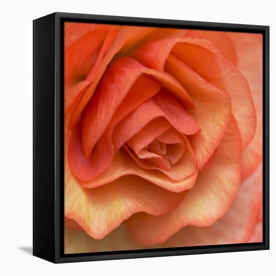 Orange Ruffles III-Rita Crane-Framed Premier Image Canvas