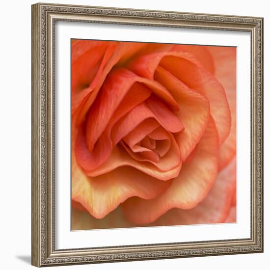 Orange Ruffles III-Rita Crane-Framed Photographic Print