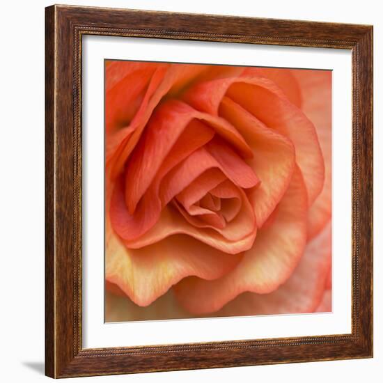 Orange Ruffles III-Rita Crane-Framed Photographic Print