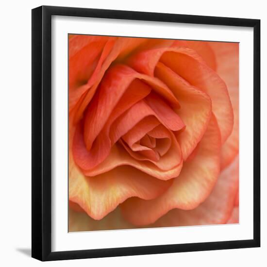 Orange Ruffles III-Rita Crane-Framed Photographic Print