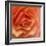 Orange Ruffles III-Rita Crane-Framed Photographic Print