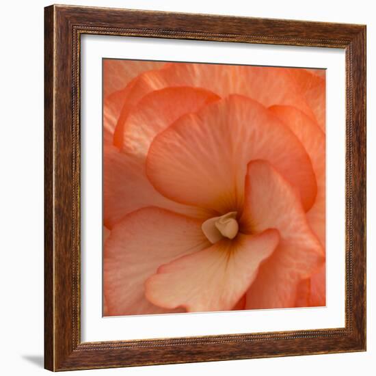 Orange Ruffles IV-Rita Crane-Framed Photographic Print