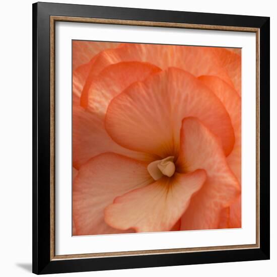 Orange Ruffles IV-Rita Crane-Framed Photographic Print