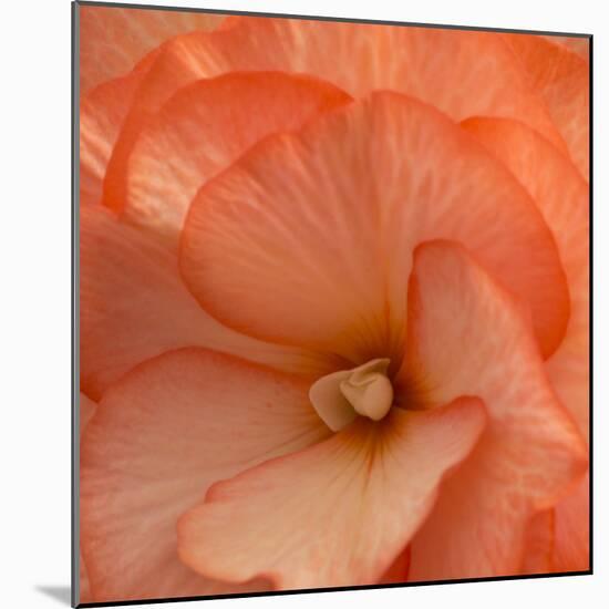 Orange Ruffles IV-Rita Crane-Mounted Photographic Print